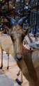 2022-03-31 10-44-35 Jardin des Plantes  MRh