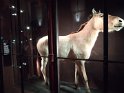 2022-03-31 11-37 00 Cheval de Przewalski
