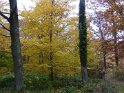2010-11-04 10-53-19 Auffargis Sous-bois YLe