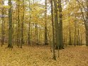 2010-11-04 11-14-32 Auffargis Sous-bois YLe