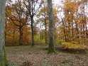2010-11-04 11-34-57 Auffargis Sous-bois YLe