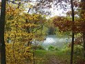 2010-11-04 16-10-42 Auffargis Sous-bois YLe