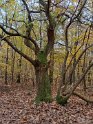 2024-11-14 10-17-41 Celle les Bordes DFr