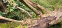 2024-11-14 10-33-31 Celle les Bordes FGn