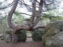 2014-04-03 10-09-12 Rando Champcueil YLe
