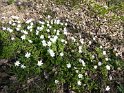 2015-04-09 12-10-02 Rando Champcueil FGn