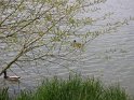 2009-04-30 16-44-13 Rando Rambouillet CGn