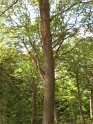 2008-07-03 11-57-58 FGi