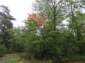 2012-10-11 11-59-58 Rando Fontainebleau-matin DLe
