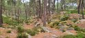 2025-06-05 10.39.37 Rando Fontainebleau FGn
