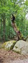2025-06-05 11.49.43 Rando Fontainebleau FGn