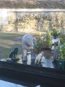 2008-02-07 16-28-34 Gif sur Yvette