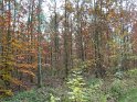 2012-11-15 12-37-12 Etangs de la Miniere-Le matin YLe