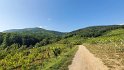 2021-09-21 11-55-39 Vignes d'Eguisheim DLe