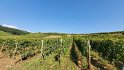 2021-09-21 12-03-07 Vignes d'Eguisheim DLe