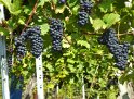 2021-09-21 12-28-33 Vignes d'Eguisheim MBo
