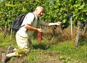 2021-09-21 12-29-27 Vignes d'Eguisheim MBo