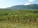 2021-09-21 12-30-21 Vignes d'Eguisheim MBo