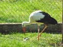 2021-09-21 12-46-58 Cigogne d'Eguisheim MBo