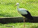 2021-09-21 12-47-06 Cigogne d'Eguisheim MBo
