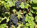 2021-09-23 16-04-25 A travers les vignes MBo