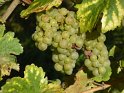 2021-09-23 16-04-39 A travers les vignes MBo