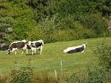 2021-09-24 16-33-28 Vaches vosgiennes MBo