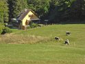 2021-09-24 16-36-02 Vaches vosgiennes MBo