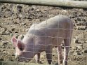 2022-03-10 11-11-20 La ferme des Sueurs  DFr
