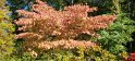 2022-10-05 14-49-39 La Pagode-Jardin chinois FGn