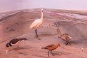 35-Musee Baie de Somme BMa