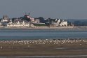 44-Pointe du Hourdel-phoques BMa