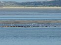 45-Pointe du Hourdel-phoques MBo