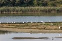 25-Parc du Marquenterre BMa