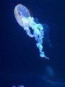 2024-10-02 15-45-38 Nausicaa FGn