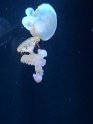 2024-10-02 15-46-15 Nausicaa FGn