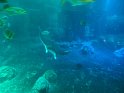 2024-10-02 15-48-49 Nausicaa FGn
