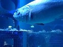 2024-10-02 15-51-12 Nausicaa FGn