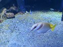 2024-10-02 15-52-22 Nausicaa FGn