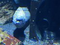 2024-10-02 15-53-12 Nausicaa FGn