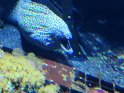 2024-10-02 15-54-50 Nausicaa FGn