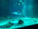 2024-10-02 16-13-16 Nausicaa BMa