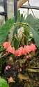 2023-10-08 11-41-51 Le Havre-Jardins suspendus FGn