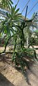 2023-10-08 11-55-17 Le Havre-Jardins suspendus FGn