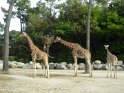 03- Zoo de la Palmyre MBo