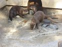 04- Zoo de la Palmyre FGn