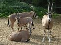 05- Zoo de la Palmyre MBo