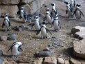 06- Zoo de la Palmyre MBo