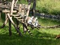 07- Zoo de la Palmyre FGn