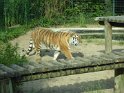 08- Zoo de la Palmyre MBo